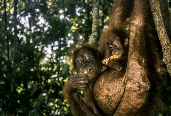 Bukit Lawang Nationalpark Gunung Leuser (Taman Nasional Gunung Leuser): Sumatra-Orang-Utans (Pongo abelii)