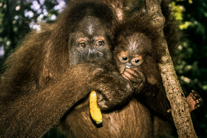 Nationalpark Gunung Leuser (Taman Nasional Gunung Leuser): Sumatra-Orang-Utans (Pongo abelii) Bukit Lawang