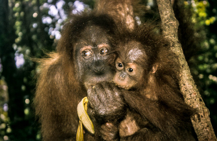 Bukit Lawang Nationalpark Gunung Leuser (Taman Nasional Gunung Leuser): Sumatra-Orang-Utans (Pongo abelii)