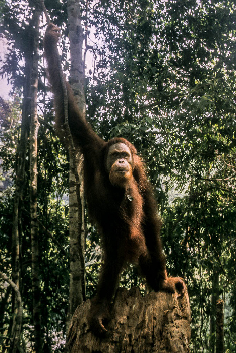 Bukit Lawang Nationalpark Gunung Leuser (Taman Nasional Gunung Leuser): Sumatra-Orang-Utan (Pongo abelii)