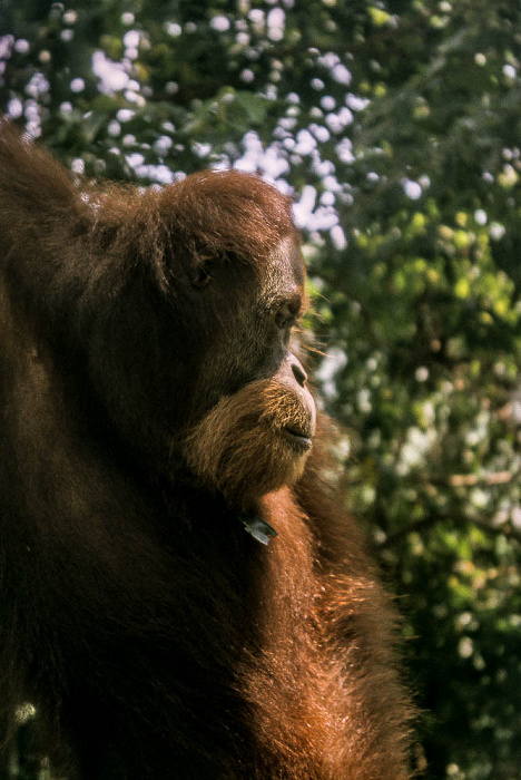 Nationalpark Gunung Leuser (Taman Nasional Gunung Leuser): Sumatra-Orang-Utan (Pongo abelii) Bukit Lawang