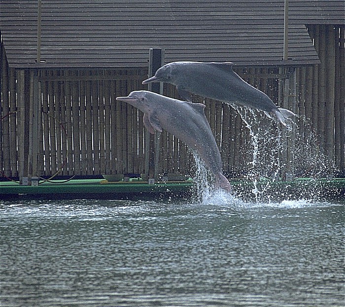 Singapur Sentosa Island: Delfin Show