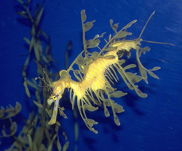 Singapur Sentosa Island: Underwater World: Geisterfetzenfisch