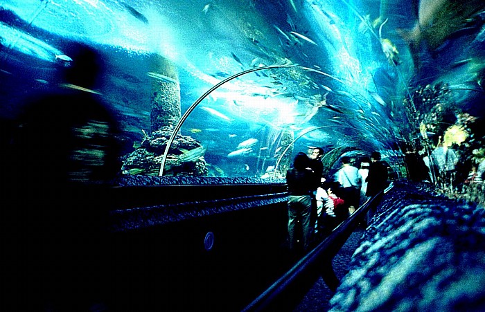 Singapur Sentosa Island: Underwater World