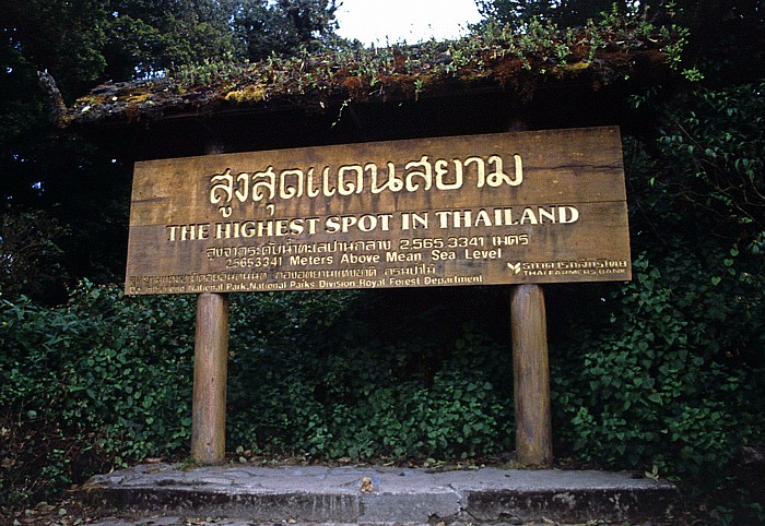 Doi Inthanon Teddy