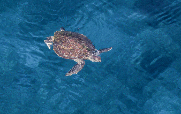 Andamanensee: Schildkröte Nationalpark Mu Ko Similan
