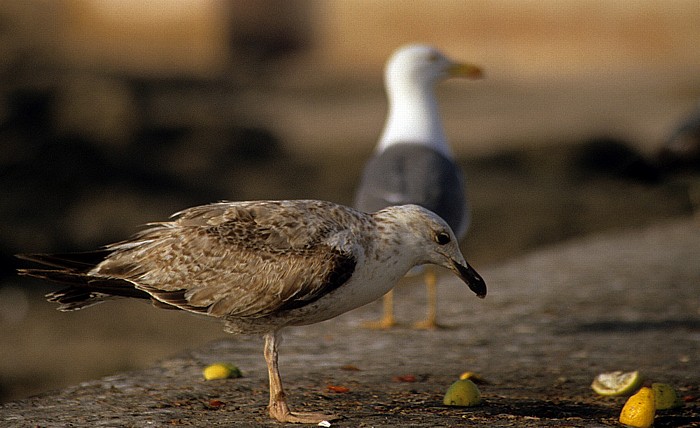 Möwen Essaouira