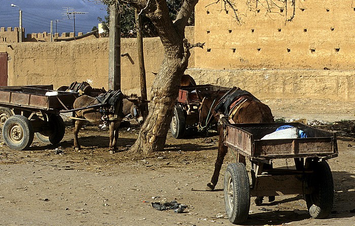 Eselsfuhrwerke vor der Stadtmauer Taroudant