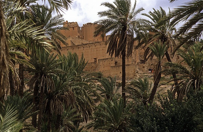 Palmenoase, dahinter die Kasbah Tioute