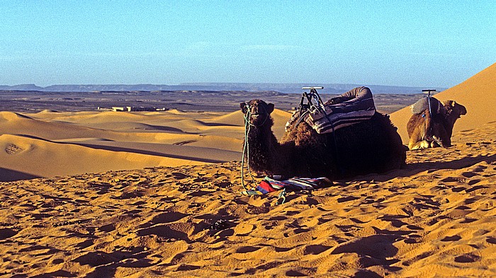 Kamele Erg Chebbi