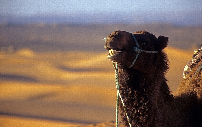 Erg Chebbi Kamel