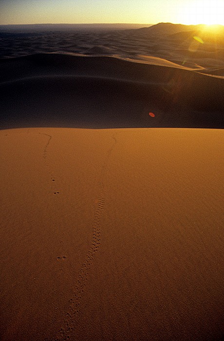 Spuren eines Pillendrehers im Wüstensand Erg Chebbi