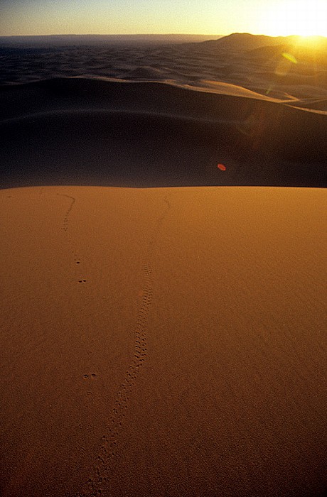 Erg Chebbi Spuren eines Pillendrehers im Wüstensand