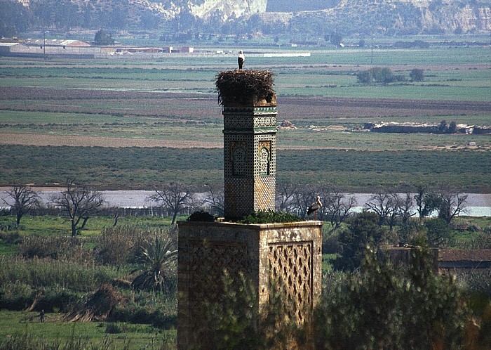 Chellah: Storchennest auf dem Minarett der Zaouia des Abou el-Hassan Rabat