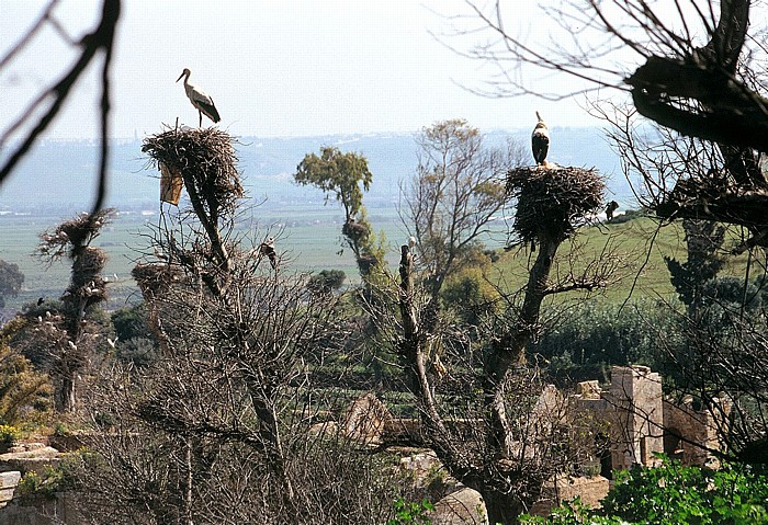 Rabat Chellah: Storchennester