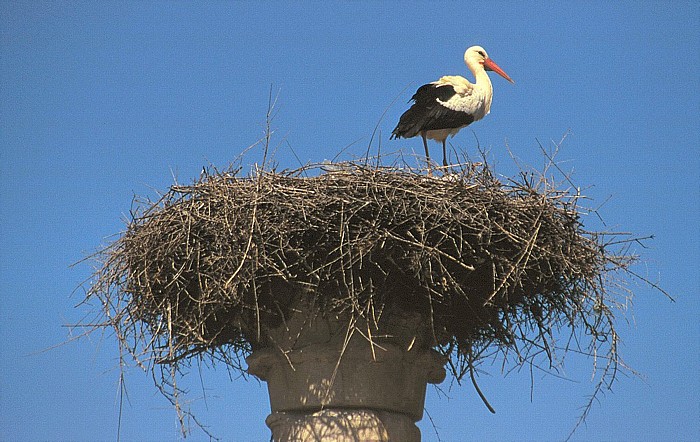 Storchennest auf römischer Säule Volubilis