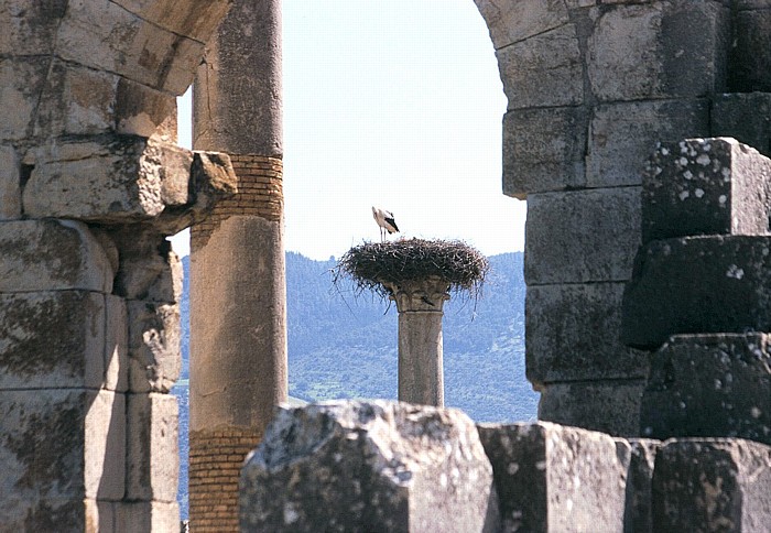 Römische Ausgrabungen: Basilika und Kapitol Volubilis