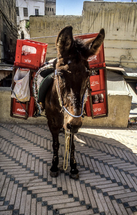 Fès Medina: Lastesel