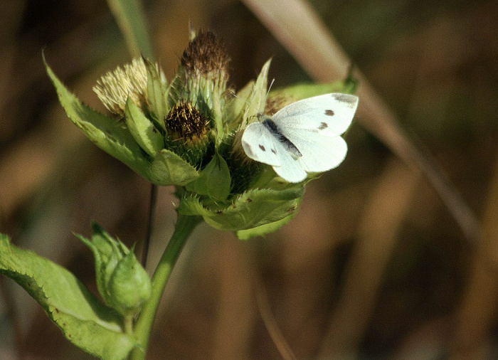 Weißling auf Kohldistel Murnauer Moos