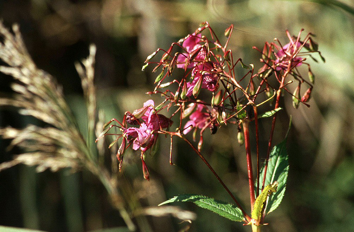 Ostindisches Springkraut Murnauer Moos