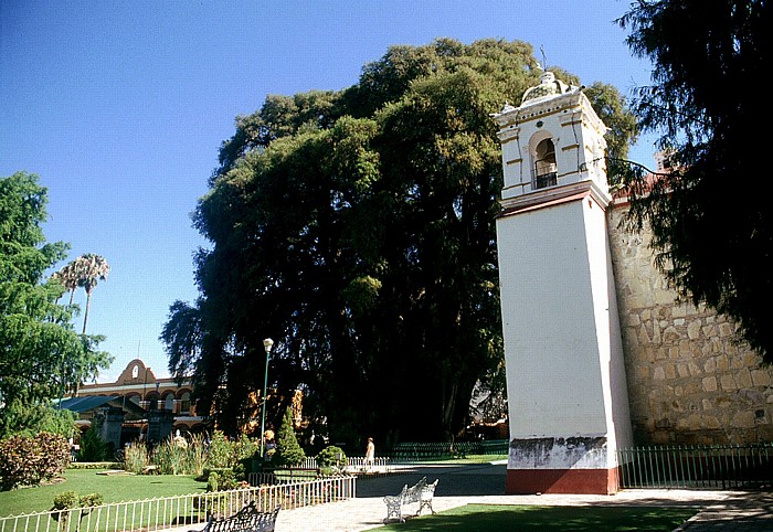 Santa Maria del Tule Árbol de Tule