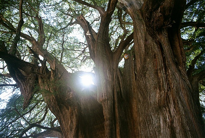 Santa Maria del Tule Árbol de Tule