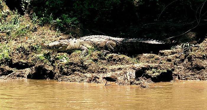 Krokodil Rio Usumacinta