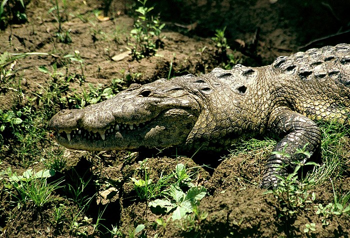 Krokodil Rio Usumacinta