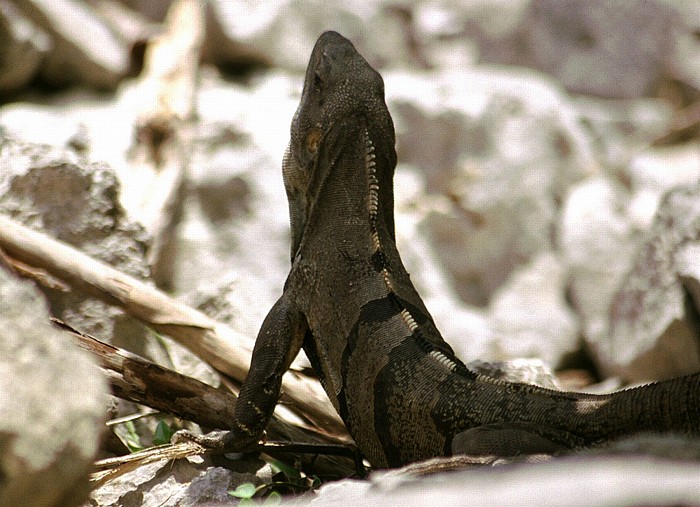 Leguan Tulum