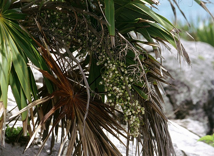 Tulum