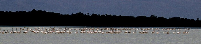 Flamingos Reserva de la Biósfera Ría Celestún