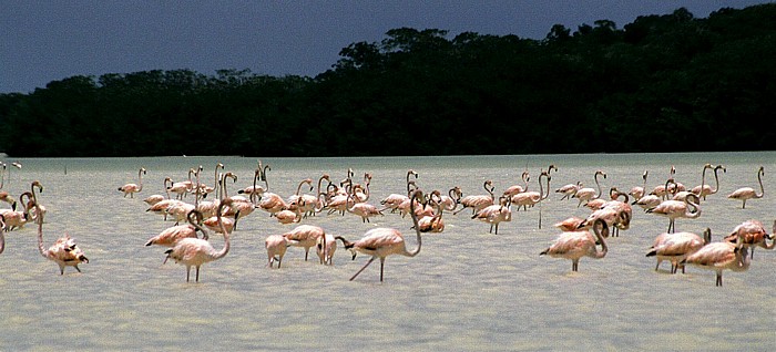 Flamingos Reserva de la Biósfera Ría Celestún