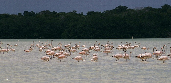 Flamingos Reserva de la Biósfera Ría Celestún