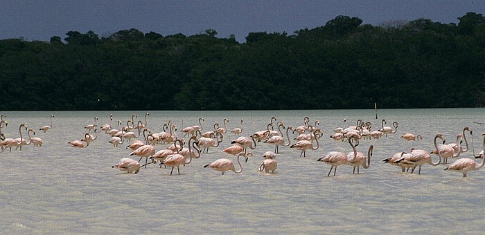 Reserva de la Biósfera Ría Celestún Flamingos