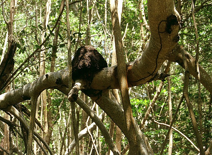 Mangrovenwald Reserva de la Biósfera Ría Celestún