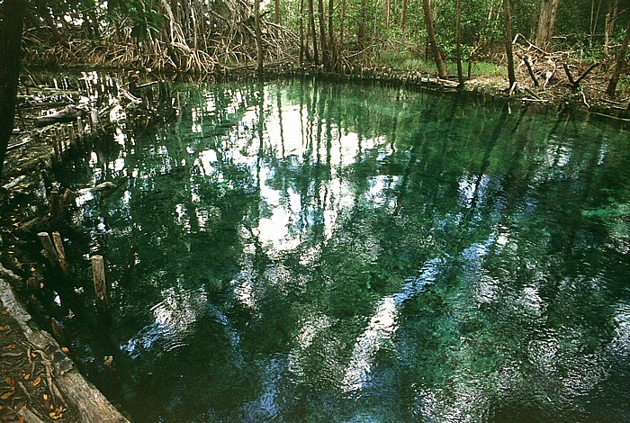 Süßwasserquelle im Mangrovenwald Reserva de la Biósfera Ría Celestún