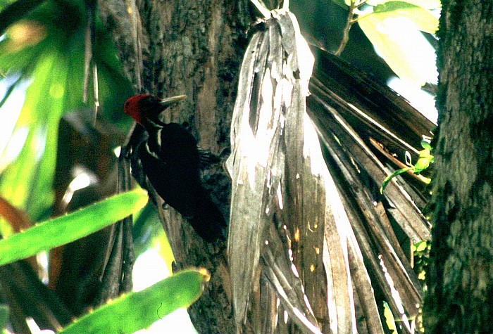 Tikal Königsspecht (Campephilus g. guatemalensis)