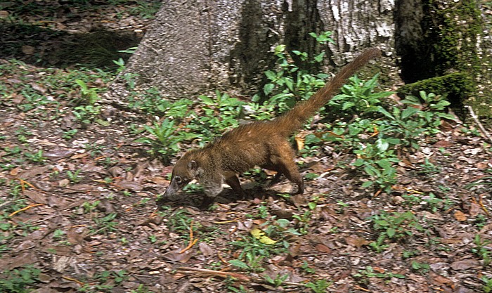 Weißrüssel-Nasenbär (Nasua narica) Tikal