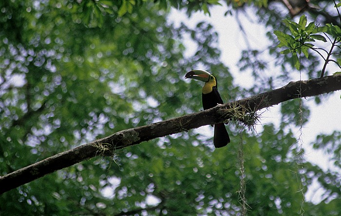 Fischertukan (Ramphastus sulfuratus) Tikal