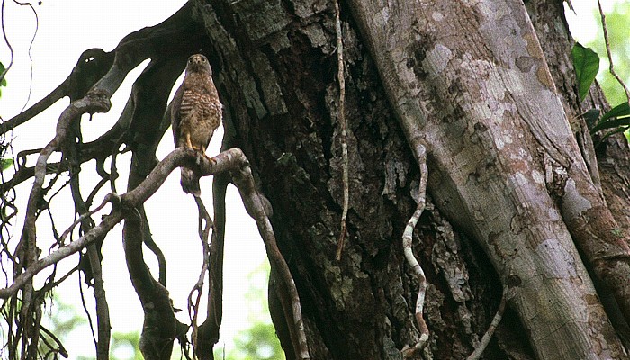 Tikal