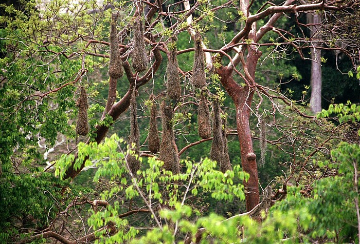 Tikal Nester des Montezuma-Goldschwanzes (Psarocolius Montezuma)