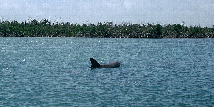 Delfin Belize Barrier Reef