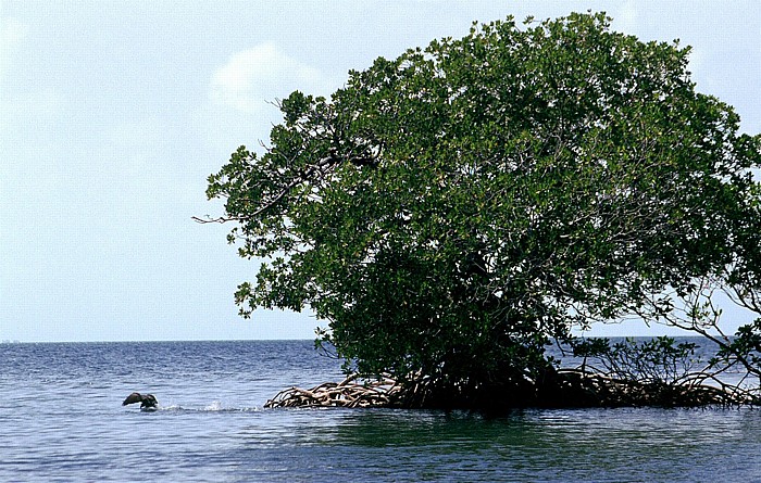 Belize Barrier Reef Mangroven