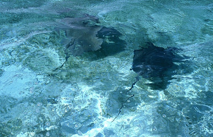 Belize Barrier Reef Stachelrochen (Dasyatis)