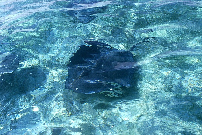 Belize Barrier Reef Stachelrochen (Dasyatis)