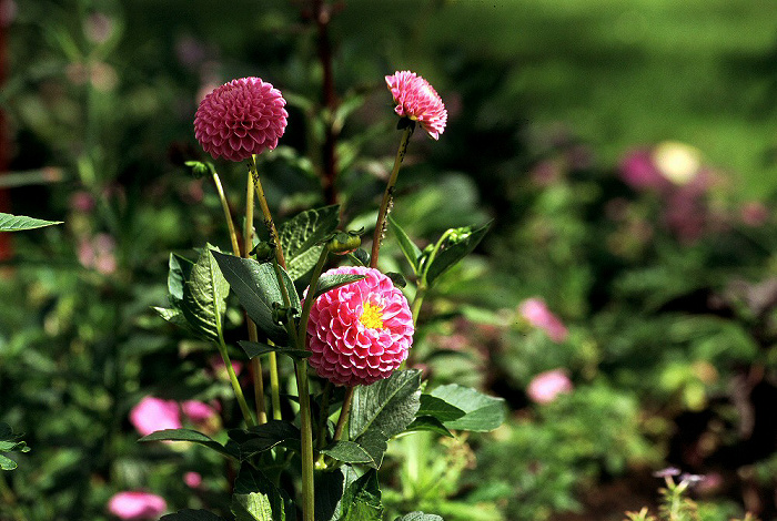 Landesgartenschau Burghausen