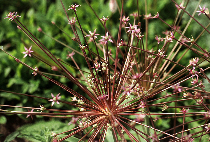 Landesgartenschau: Schöner Lauch (Allium pulchellum) Burghausen