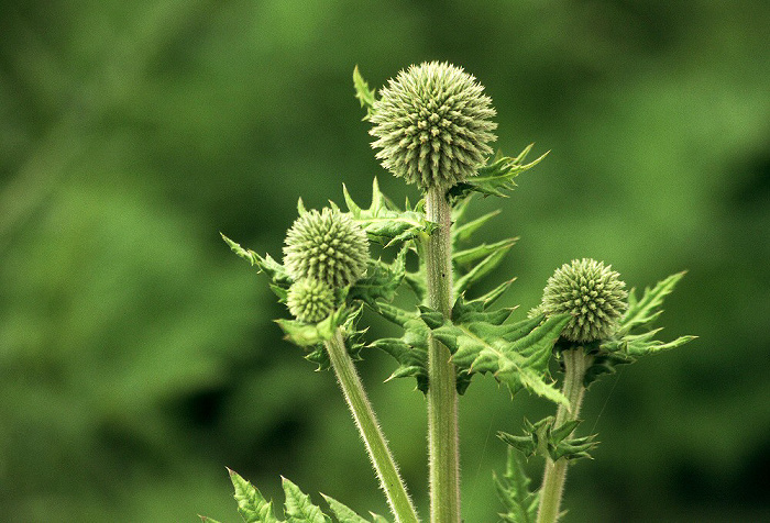 Landesgartenschau: Kugeldistel Burghausen