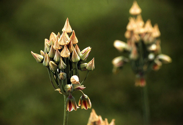 Burghausen Landesgartenschau: Kaiserkrone