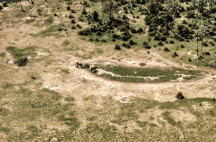 Okavango-Delta: Elefanten an Wasserstelle Luftbild aerial photo